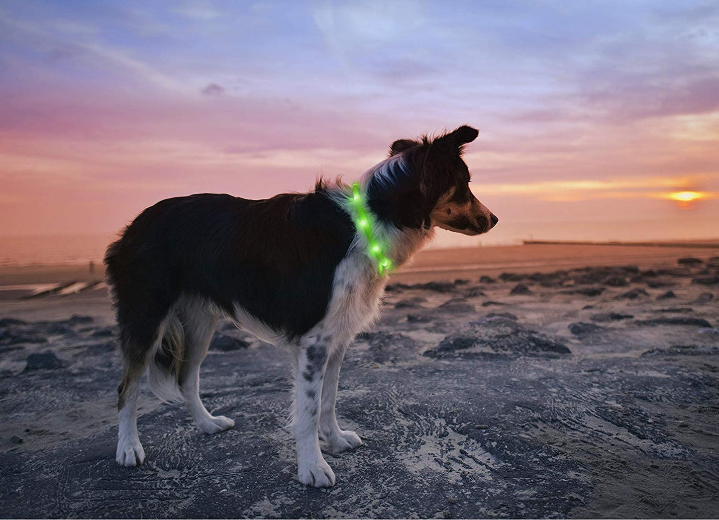 LED Collar for pets Green Anicoll