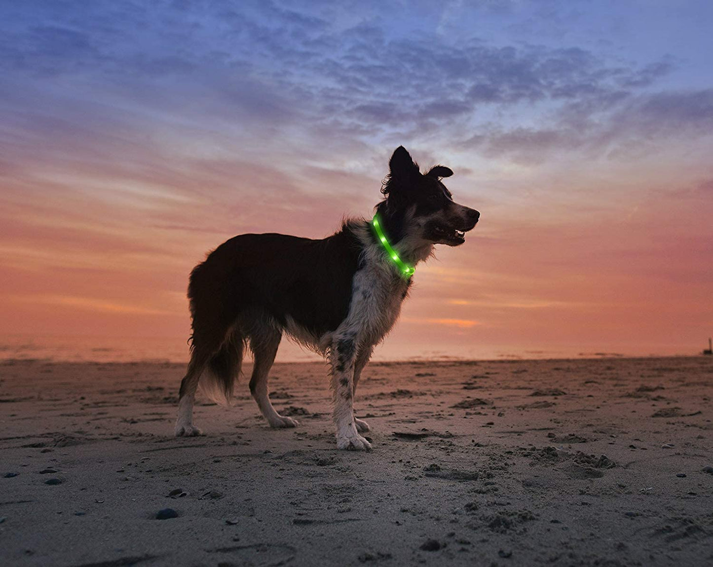 LED Collar for pets Green Anicoll